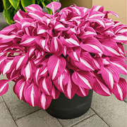 View 🪴Premium Hosta Seeds for Lush Shade Gardens image 4