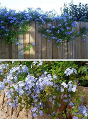 View Blue Plumbago Flower Seeds - Blue Gem in the Garden image 5