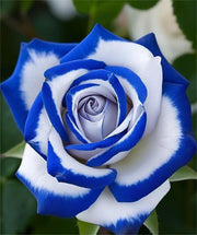 View 💙Blue White Roses Seeds:A Delightful Blend of Elegance and Serenity image 5