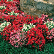 View Begonia Super Olympia Mix F1 image 6