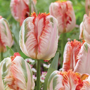 View Apricot Parrot Tulip Seeds image 4
