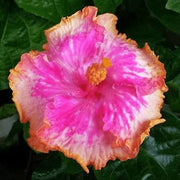 View Giant Ombre Hibiscus Exotic Coral Flowers Seeds image 2