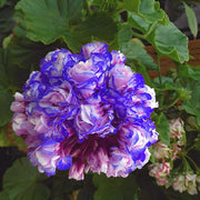 View Rare 'Night Blue' Geranium Seeds Appleblossom Rosebud Pelargonium Perennial image 2