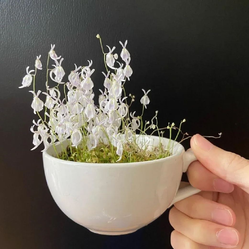 Utricularia sandersonii Seeds