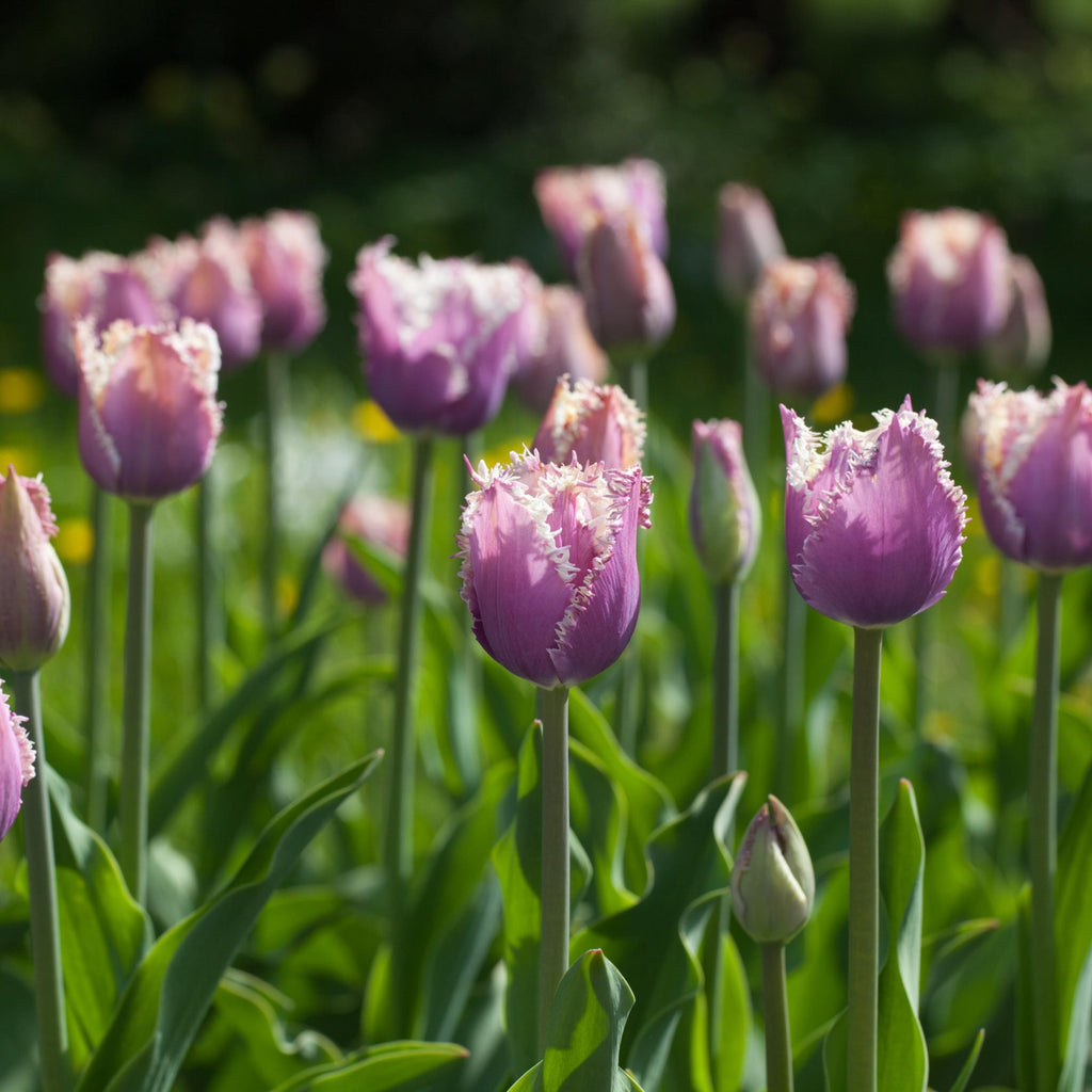 Blue Cummins Tulip Seeds