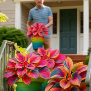 View 🔥Celebrate America's 250th 🌱Premium Rare Hosta Seeds🌿Shade-Tolerant Plant image 6