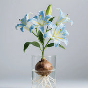 View 🌸 Water-Grown Lily – Fragrance & Elegance in a Glass! 🌿 image 4