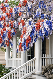 View 🇺🇸 Celebrate America’s 250th with Red, White & Blue Wisteria Seeds 🌸 image 4