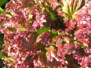View Coffee Leaf lettuce Seeds-🪴Harvest Within 30 days-Fewer Pests image 6