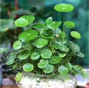 View 🍀Hydrocotyle Vulgaris Seeds-Copper Coin Grass image 4