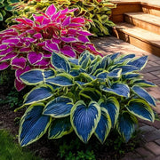View Mix Rare Hosta Flower Seeds image 2