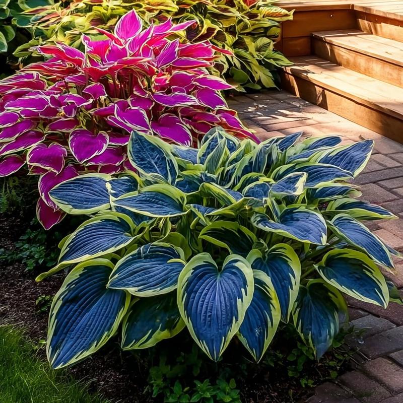 🎁2025 Special Offer🌿 Fire & Ice Rare Hosta Flower Seeds