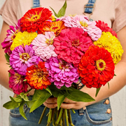 View Zinnia Seeds (California Giant ) – 100% Pure Heirloom Flower Seeds image 4