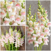 View 🌸APPLE BLOSSOM SNAPDRAGON Flower Seeds-Extremely romantic flowers💕 image 1