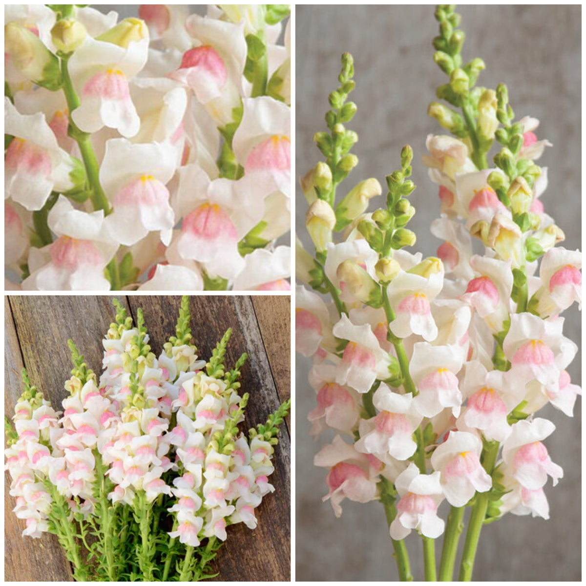 🌸APPLE BLOSSOM SNAPDRAGON Flower Seeds-Extremely romantic flowers💕