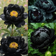 View 🖤Black Beauty Peony Seeds image 1