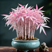 View 🌿 DreamBamboo — Multi-Color Lucky Bamboo Cypress image 5