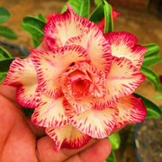 View 🎁Desert Rose Bulbs🌵Super easy care! 🌸 Adenium Obesum Bulbs image 1