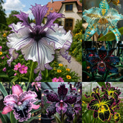 View 🦋Iris butterfly seeds image 1
