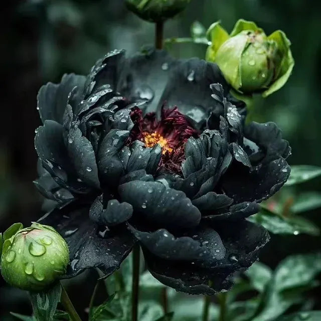 🌺PEONY FLOWER SEEDS