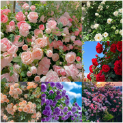 View 🌹[REPEATED FLOWERING]🌹CLIMBING ROSE SEEDS - HAPPINESS INCREASES image 1