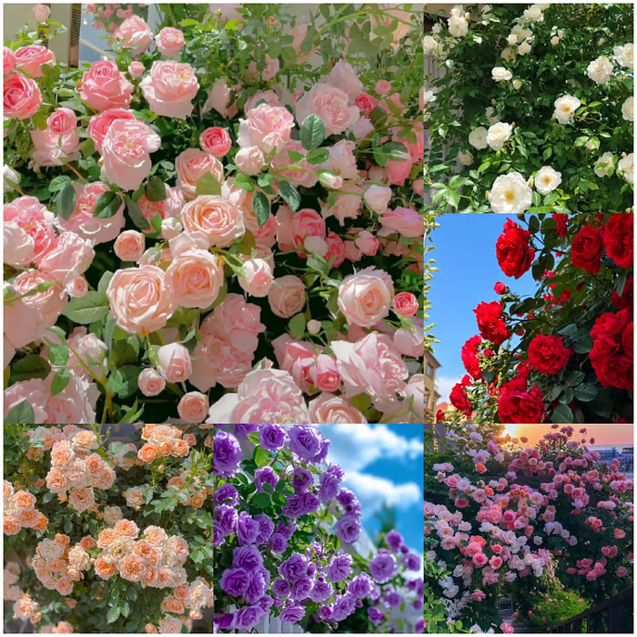 🌹[REPEATED FLOWERING]🌹CLIMBING ROSE SEEDS - HAPPINESS INCREASES