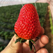 View All-season Strawberry Seeds image 4