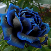 View Rare Black Blue Rose- Seeds image 1