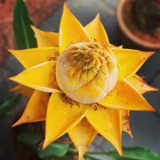 View Golden Red Lotus Seeds: Embrace Tranquility with Every Bloom 🌸 image 4