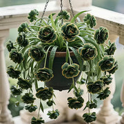 View Grand Bloom Spider Plant Seeds/Bulbs 💐 Nature's Hanging Masterpiece of Color & Grace image 6