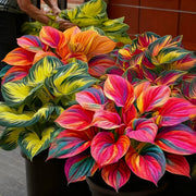 View 🌈🔥 Limited Edition Rainbow Flame Hostas -Rare Multicolor Foliage, Exclusive to Our Store 🌸 image 6