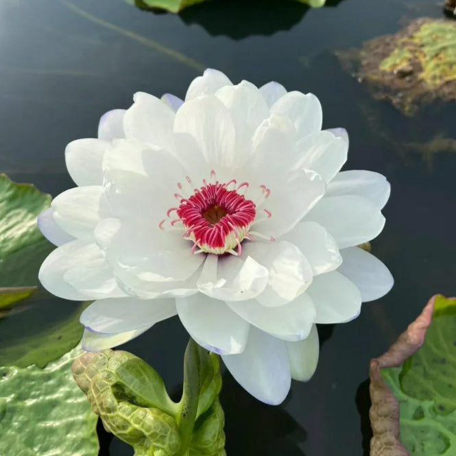🌸[7 days germination]Last Day Sale - 50% OFF💐The Sacred Bonsai Bowl Lotus Flower