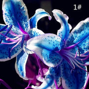 View Perfume Liliy Seeds Flower Garden Plant image 4