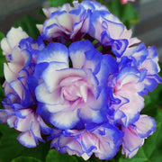 View Rare 'Night Blue' Geranium Seeds Appleblossom Rosebud Pelargonium Perennial image 1