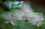 View Barringtonia racemosa seeds🌸 image 6