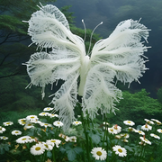 View White Butterfly Flower Seeds-Amazing Angel Butterfly Plant🔥 image 5