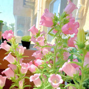 View Campanula Seeds, Potted Flower Seeds image 2