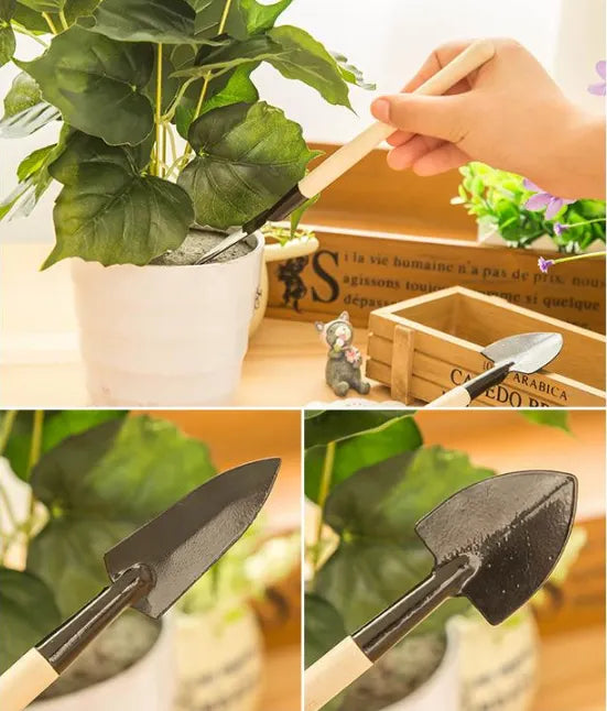 🪴Double-flowered Rose Orchid Seeds-Cold-resistant and fragrant