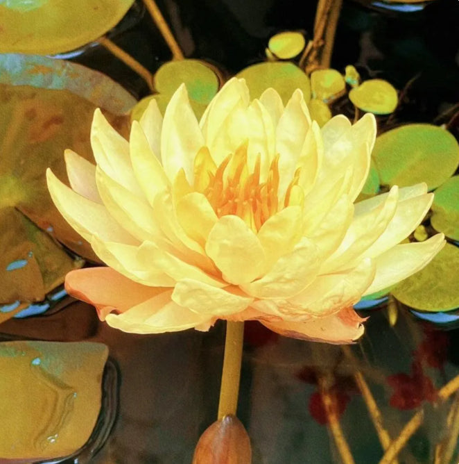 🌸[7 days germination]Last Day Sale - 50% OFF💐The Sacred Bonsai Bowl Lotus Flower