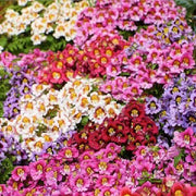 View BUTTERFLY FLOWER - ANGEL WINGS MIX image 3