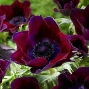 View Bordeaux Anemone Seeds image 2