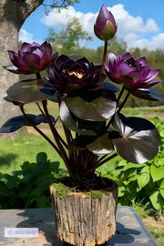 View 🌌💜 Shadow Essence Lotus – A Rare Beauty for Your Garden 🌸 image 3