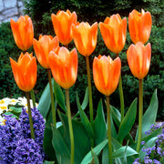 View Orange Emperor Tulip Seeds image 2