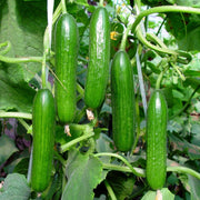 View Thorn-less Mini Cucumber Seeds image 5