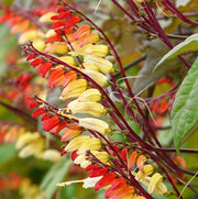 View Firecracker Vine Ipomoea Lobata Seeds image 4