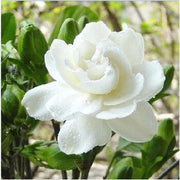 View Big Leaf Gardenia Seeds image 4