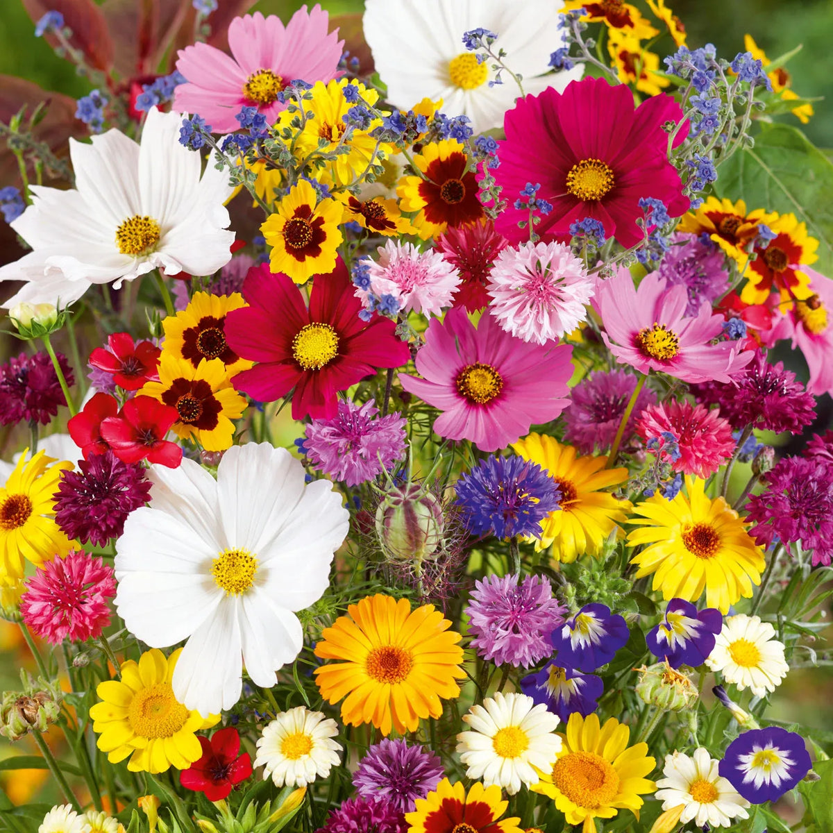 👍Mixed Perennial Flower Seeds – 60+ Varieties for Endless Blooms