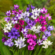 View Rain Orchid Bulbs-Blooms once the next rain falls image 4