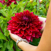 View 🌸Dinnerplate Dahlia Bulbs – Giant Show-Stopper Blooms image 2