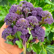 View 🥦 Easy to Grow, Hard to Resist – Broccoli Stem Seeds for Every Home Garden image 1
